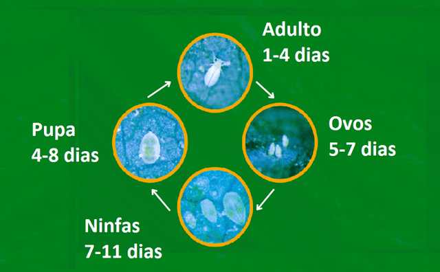 Vai plantar soja saiba quais sao os 5 paises que mais compram