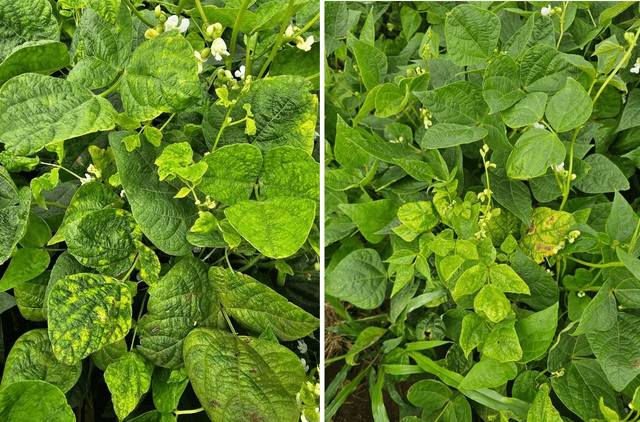 Vai plantar soja saiba quais sao os 5 paises que mais compram