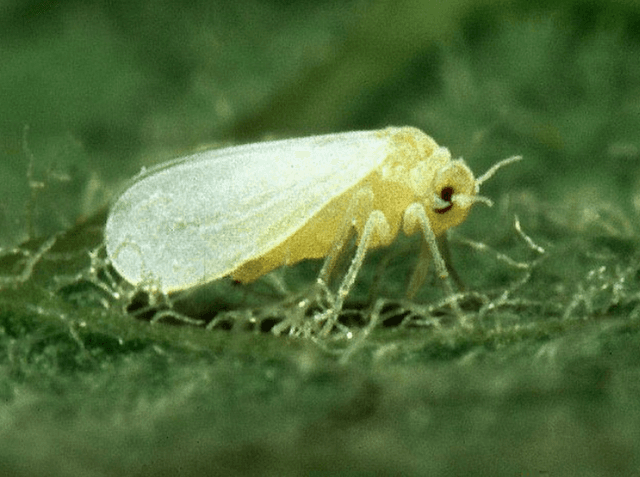 Vai plantar soja saiba quais sao os 5 paises que mais compram