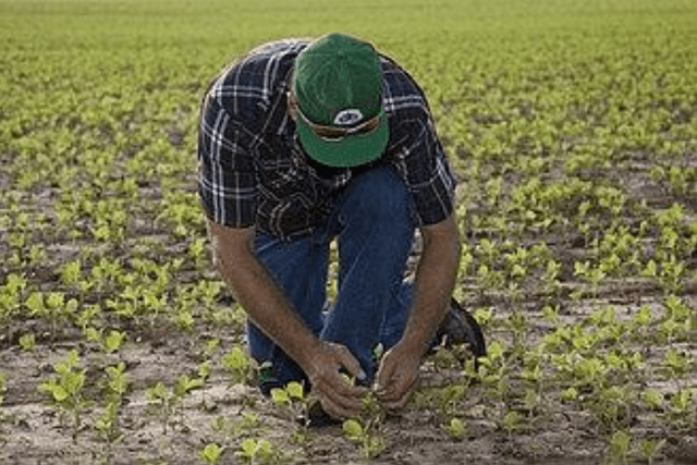 Vai plantar soja saiba quais sao os 5 paises que mais compram